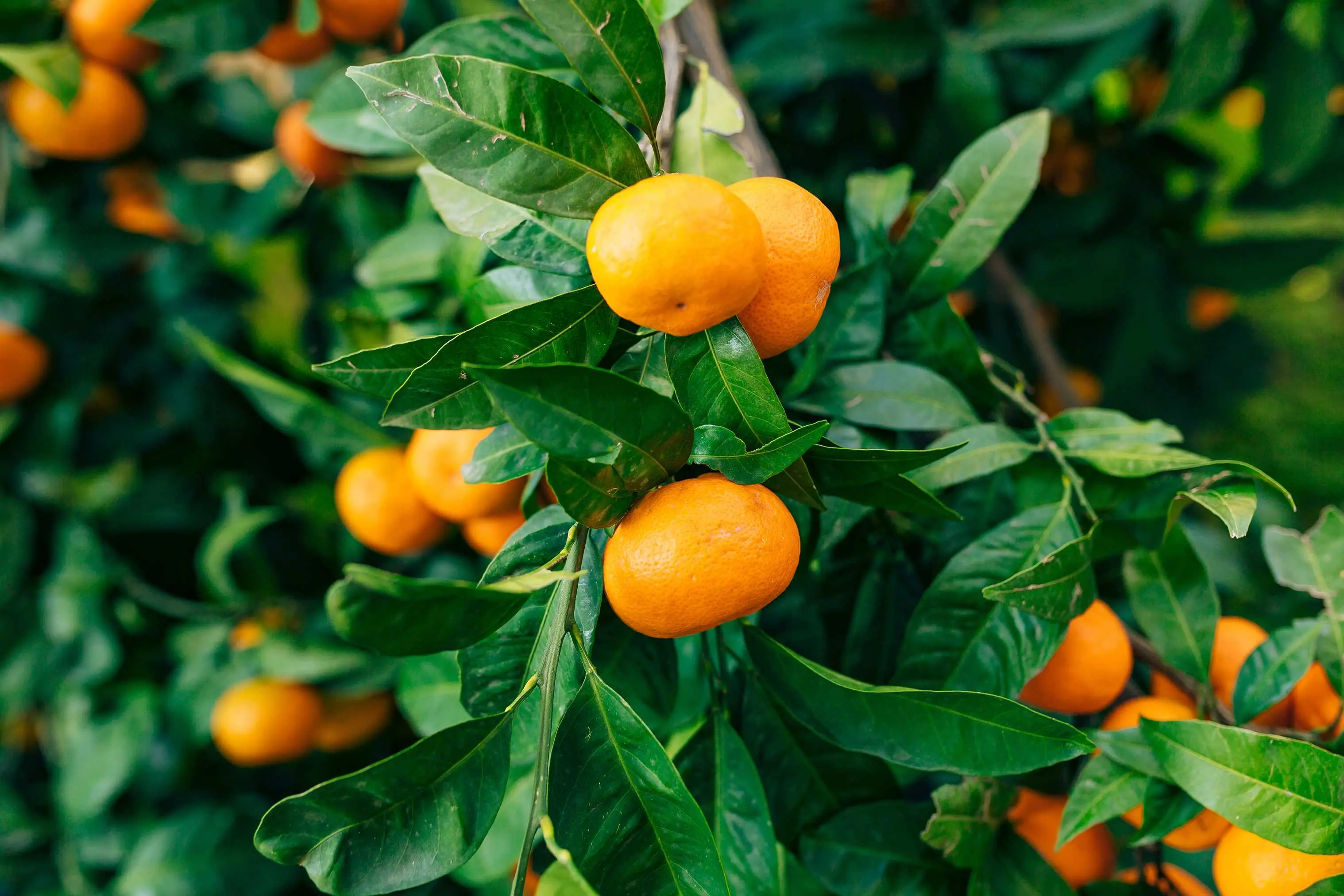 Sezona mandarina