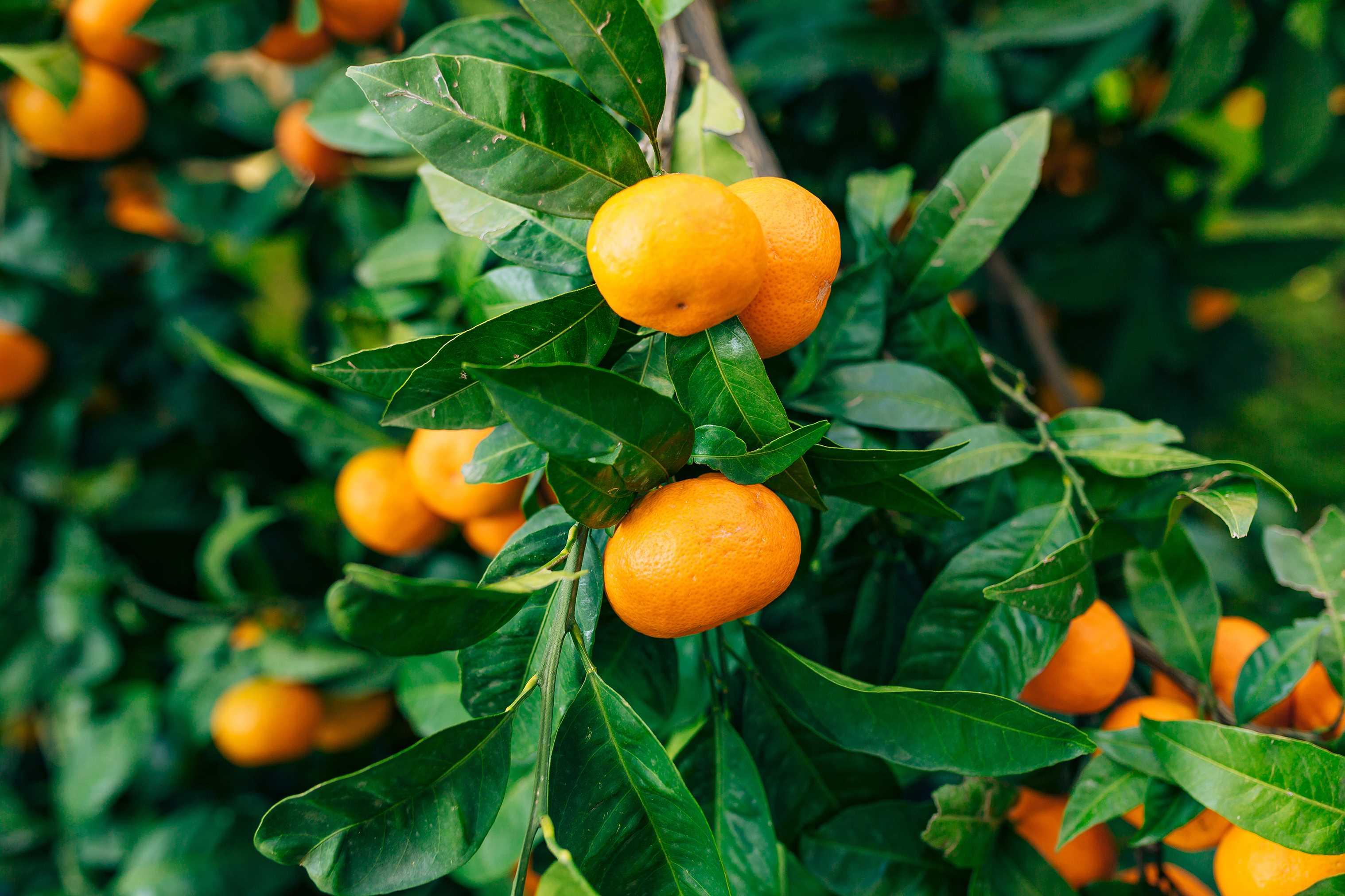 Sezona mandarina