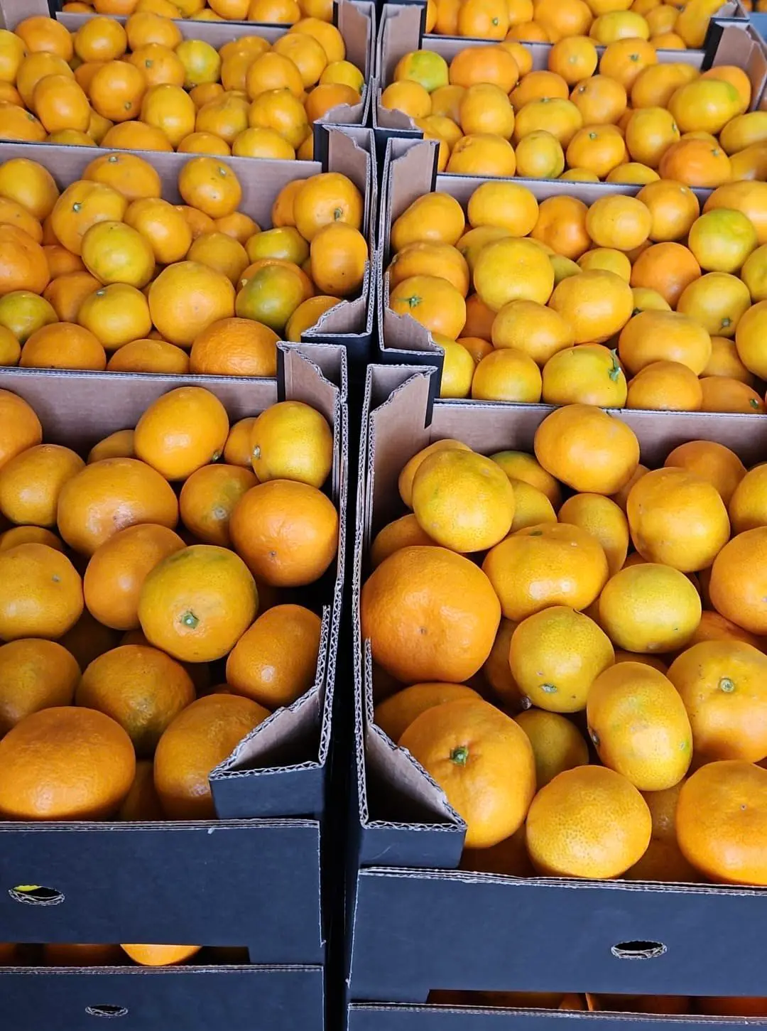 Posloženi sanduci ubranih mandarina