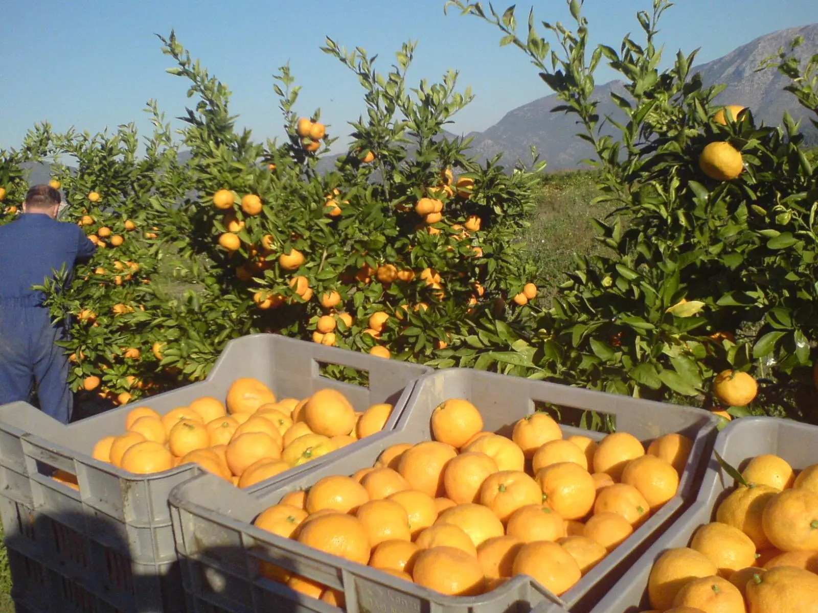 Berba mandarina u plantaži ispod Biokova