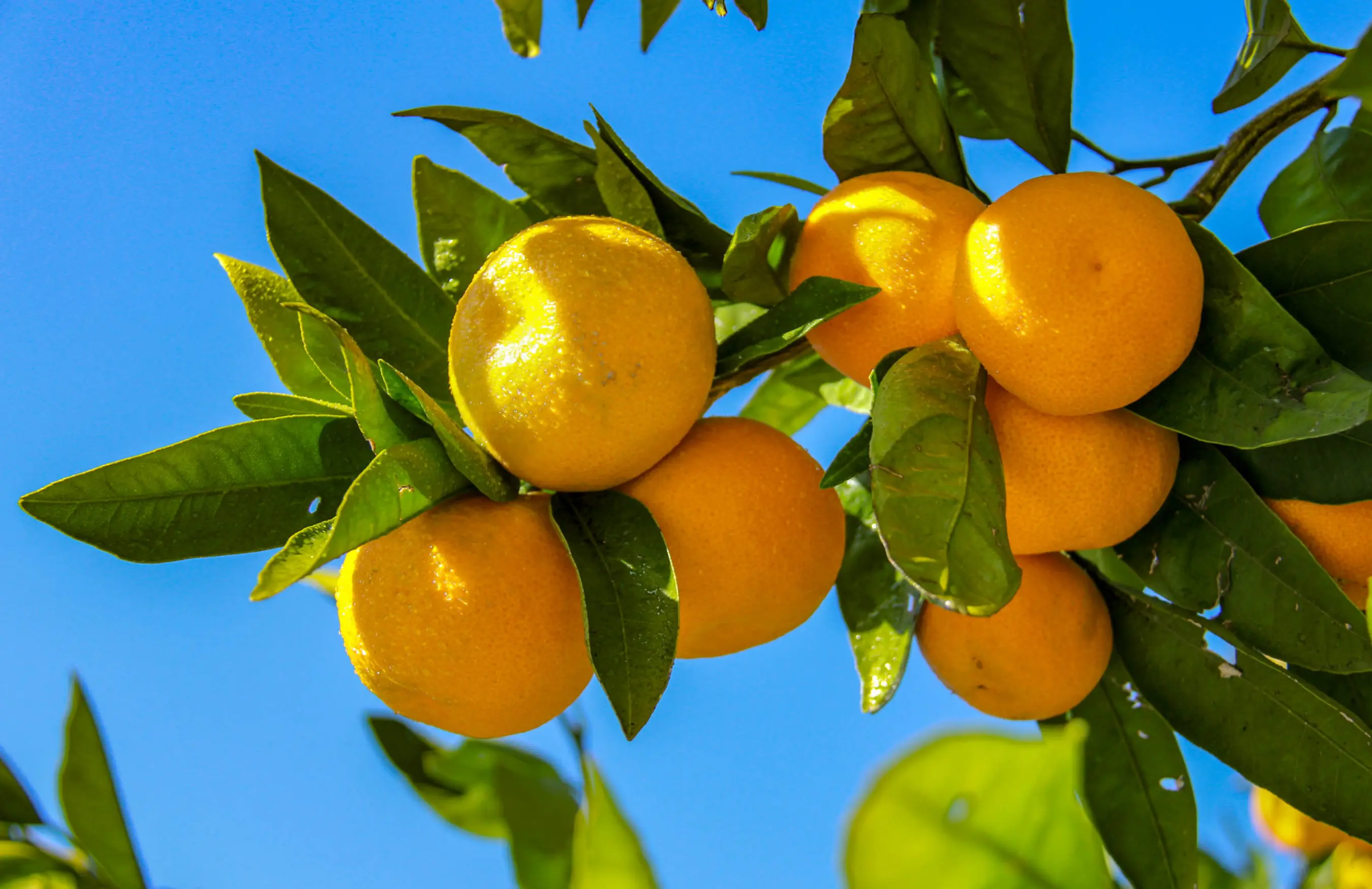 Zrele mandarine na grani uz vedro nebo